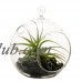 CYS-Excel Glass Plant Terrarium (Set of 6)   